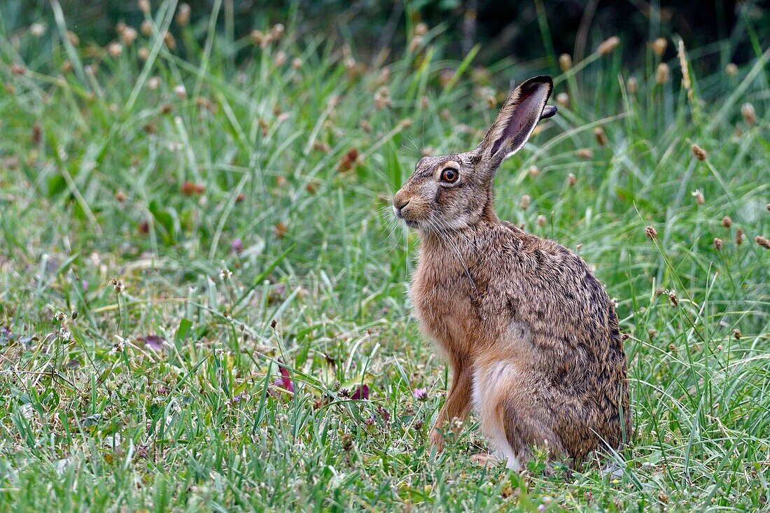 France, Doubs, mammal, European hare (Lepus europaeus) in a meadow