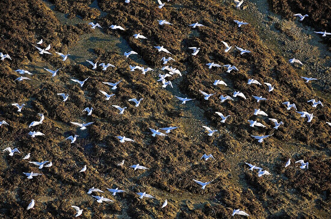 France, Morbihan, Presque ile de Rhuys, ornithological reserve (aerial view)