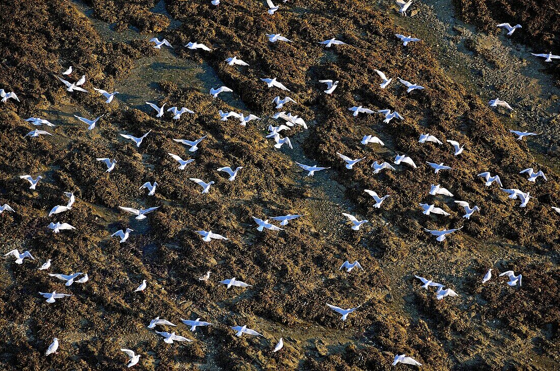 Frankreich, Morbihan, Presque ile de Rhuys, ornithologisches Reservat (Luftaufnahme)