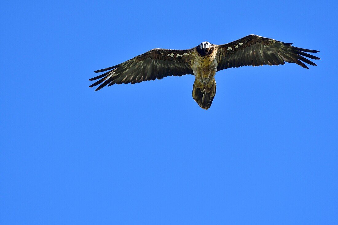 France, Lozere, Causse Mejean, bearded vulture (Gypaetus barbatus) in flight, immature