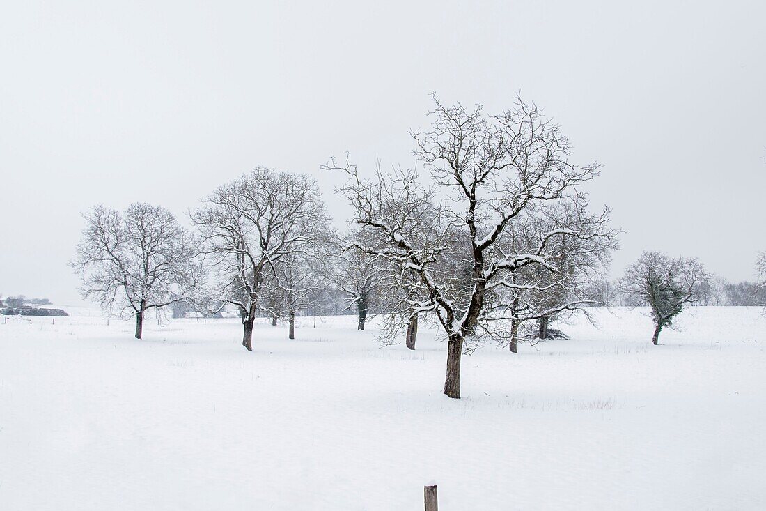 Frankreich, Ain, Obstgarten unter Schnee