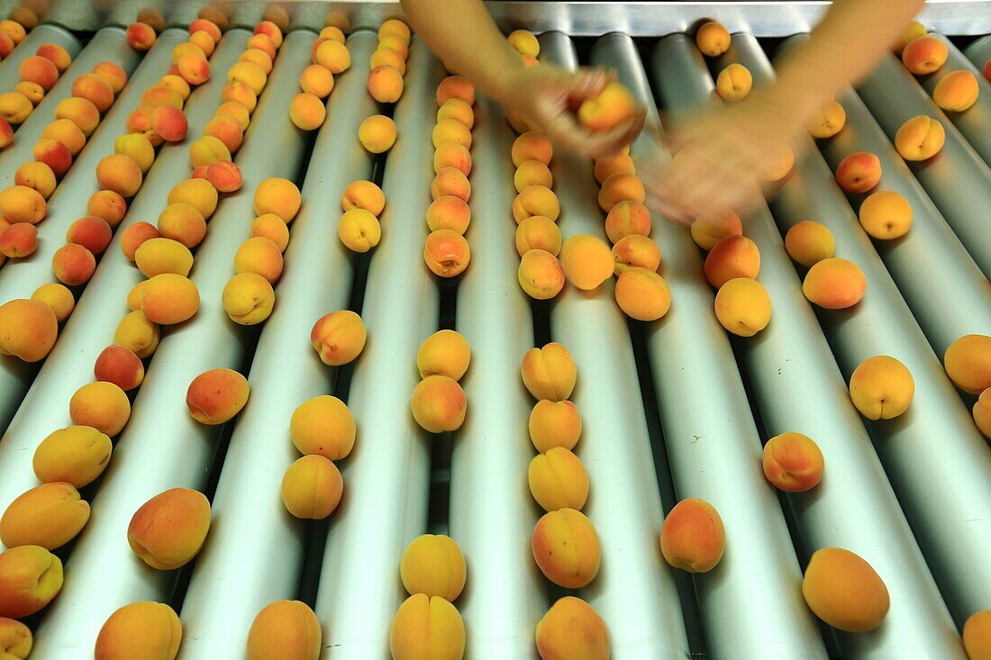 France, Drome, La Roche de Glun, Mansion Bouvat, apricot producer variety Bergeval