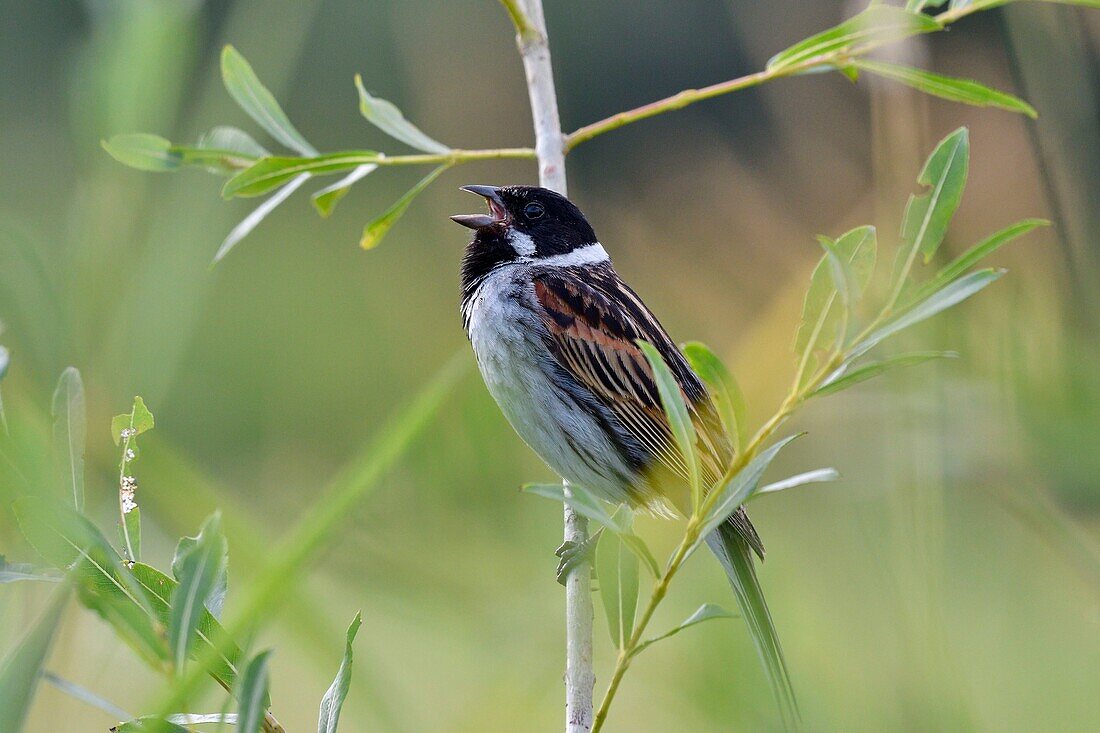 France, Doubs, Reed Bunting (Emberiza schoeniclus), male, singing