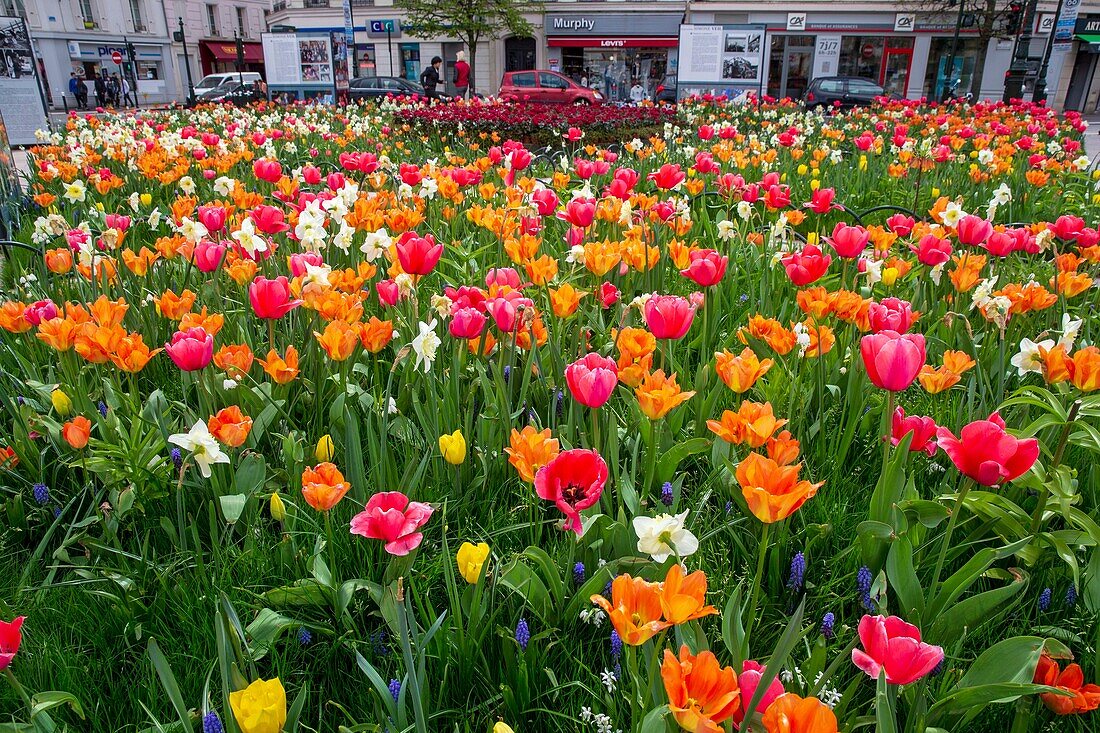 Frankreich, Hauts de Seine, Puteaux, Simone-Veil-Platz, Tulpen