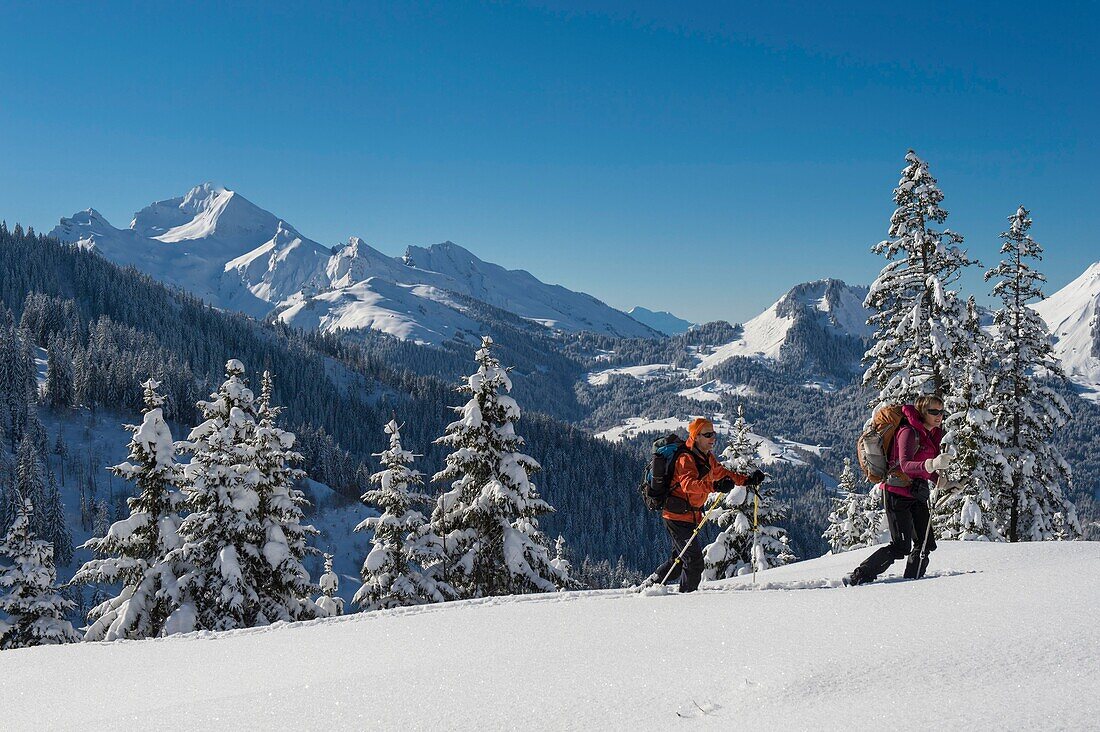 Frankreich, Haute Savoie, Aravis-Massiv, wandernd in Schläger auf dem Tablett von Beauregard über die Stationen von Manigod und Clusaz, eine makellose Natur und der Berg Charvin