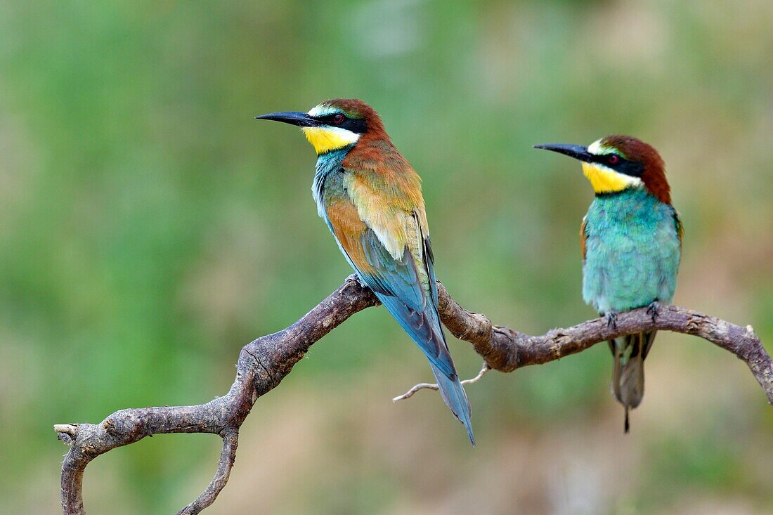 France, Jura, Lower Doubs Valley, Petit Noir, European Bee eater (Merops apiaster), nesting site, feeding