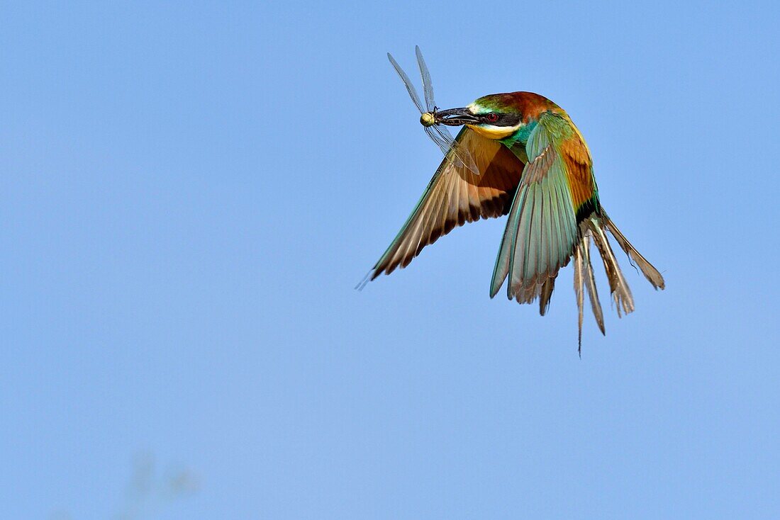 France, Jura, Lower Doubs Valley, Petit Noir, European Bee eater (Merops apiaster), nesting site, flight, insect capture, dragonfly, feeding