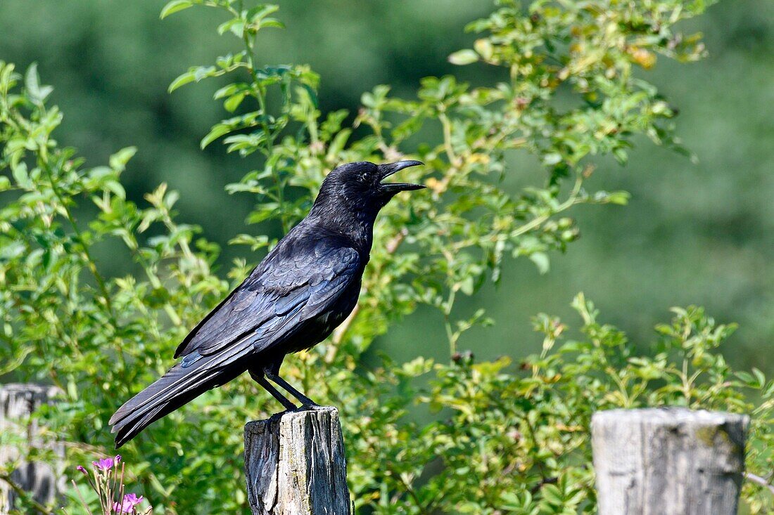 France, Doubs, Carrion Crow (Corvus corone) shouting on a stake of pasture