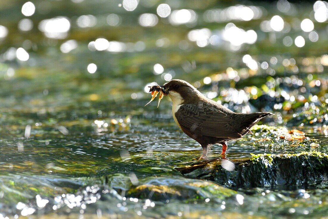 Frankreich, Doubs, Creuse-Tal, Wasseramsel (Cinclus cinclus) im Bach, Erwachsener jagt, um seine Jungen zu füttern