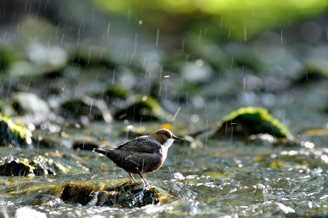 Frankreich, Doubs, Creuse-Tal, Wasseramsel (Cinclus cinclus) im Bach, Erwachsener jagt, um seine Jungen zu füttern