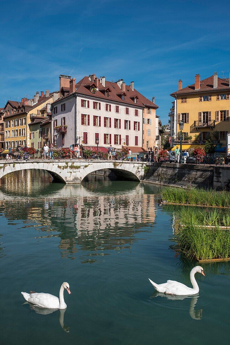 Frankreich, Haute Savoie, Annecy, Schwanenpaar im Thiou-Kanal unter der Perriere-Brücke