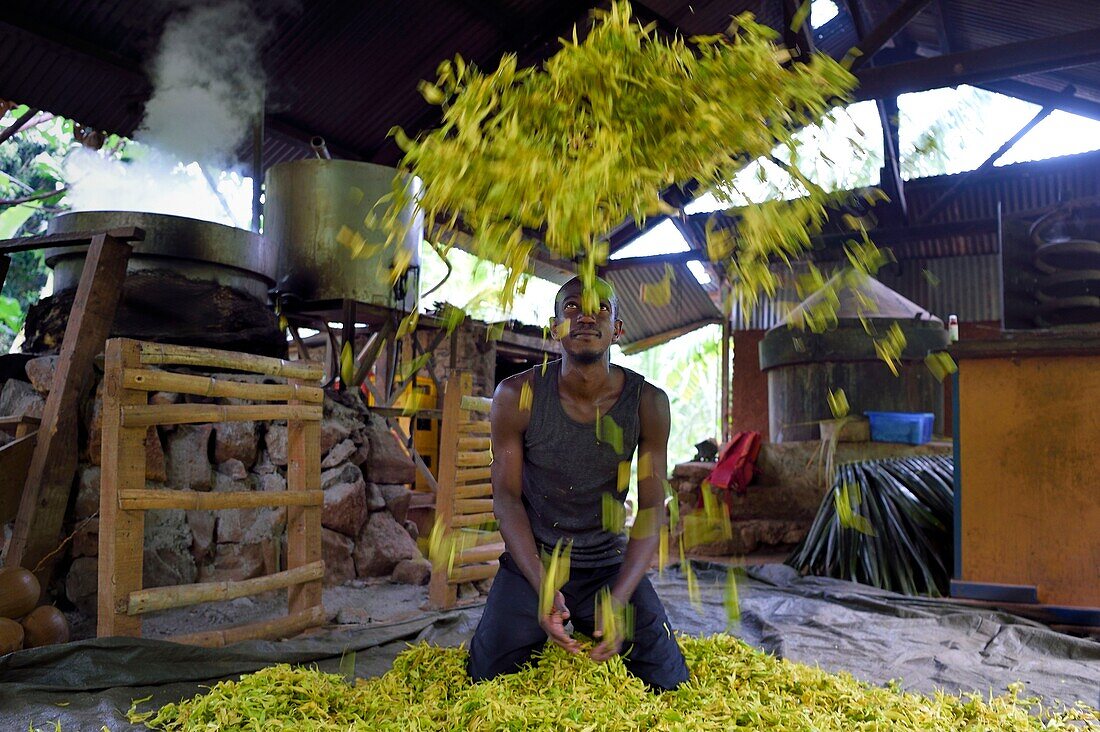 Frankreich, Insel Mayotte (französisches Überseedepartement), Grande Terre, Ouangani, Aromaore, Destillation von ätherischem Öl auf der Basis von Ylang-Ylang-Blütenblättern (Cananga odorata) in einem handwerklichen Destillierkolben