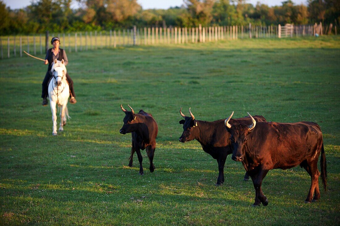 France, Gard, Montcalm, Camargue, Mas de la Paix, Manade de Saint Louis, Groul family, bulls selection