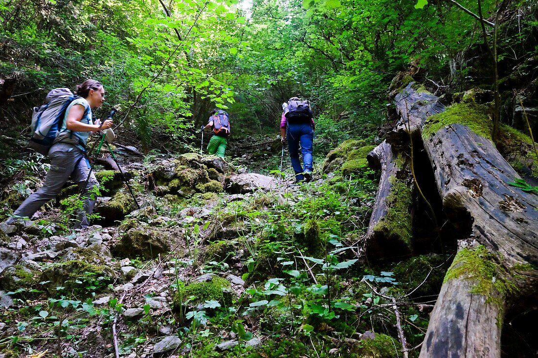 Frankreich, Isere, Venosc, Wanderer in den Wäldern von Chasseau