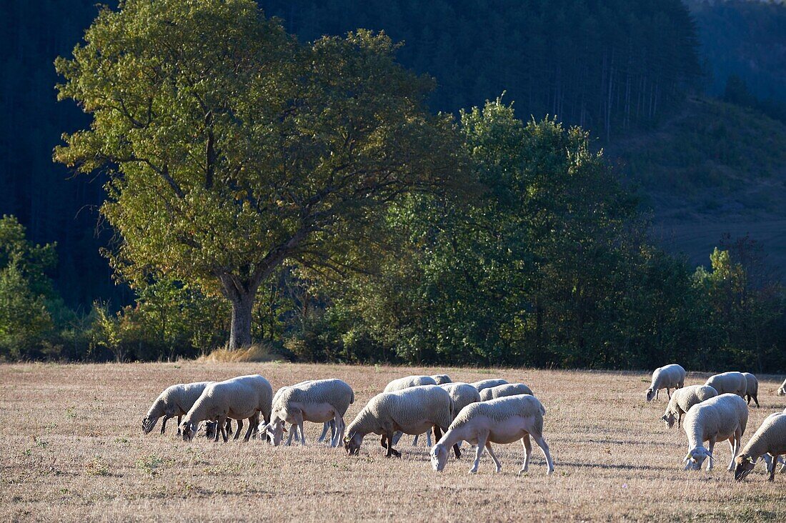 France, Lozere Marvejols Baptiste Barrere, breeder Lambs Lozere