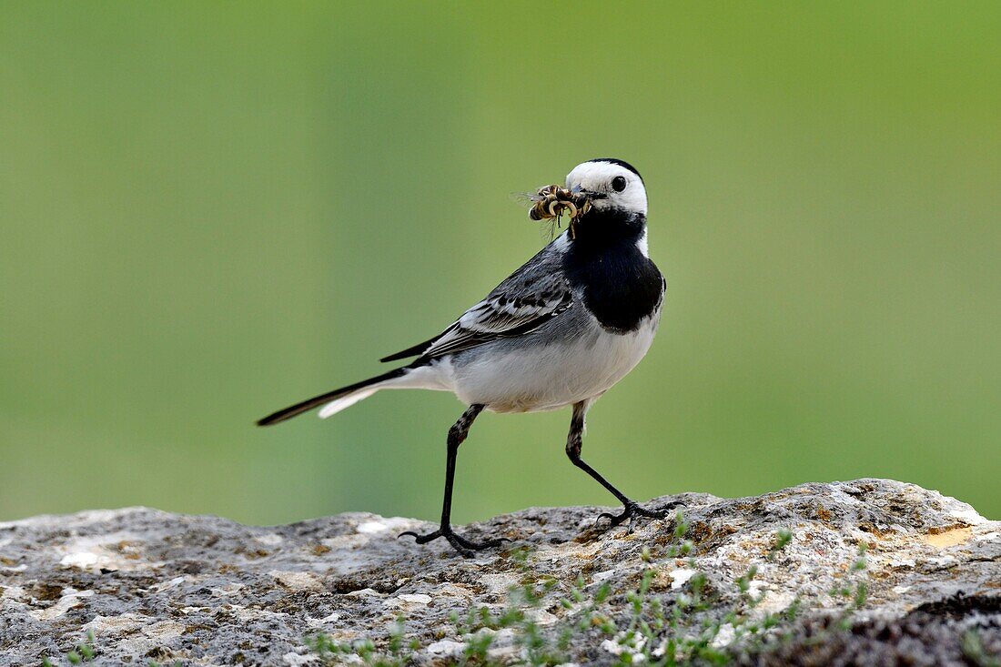 France, Lozere, Causse Mejean, white wagtail (Motacilla alba), feeding, nest built in a stone wall