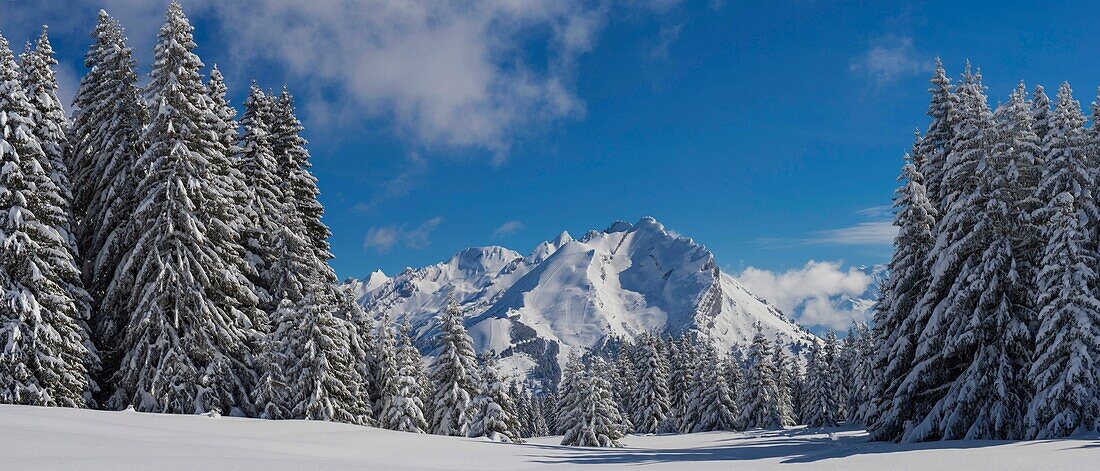 Frankreich, Haute Savoie, Aravis-Massiv, Wanderung in Schläger auf dem Tablett von Beauregard über die Orte Manigod und Clusaz, Panoramablick auf den vorspringenden Felsvorsprung von Follieres in der Nähe von Torfmooren und Etale-Berg