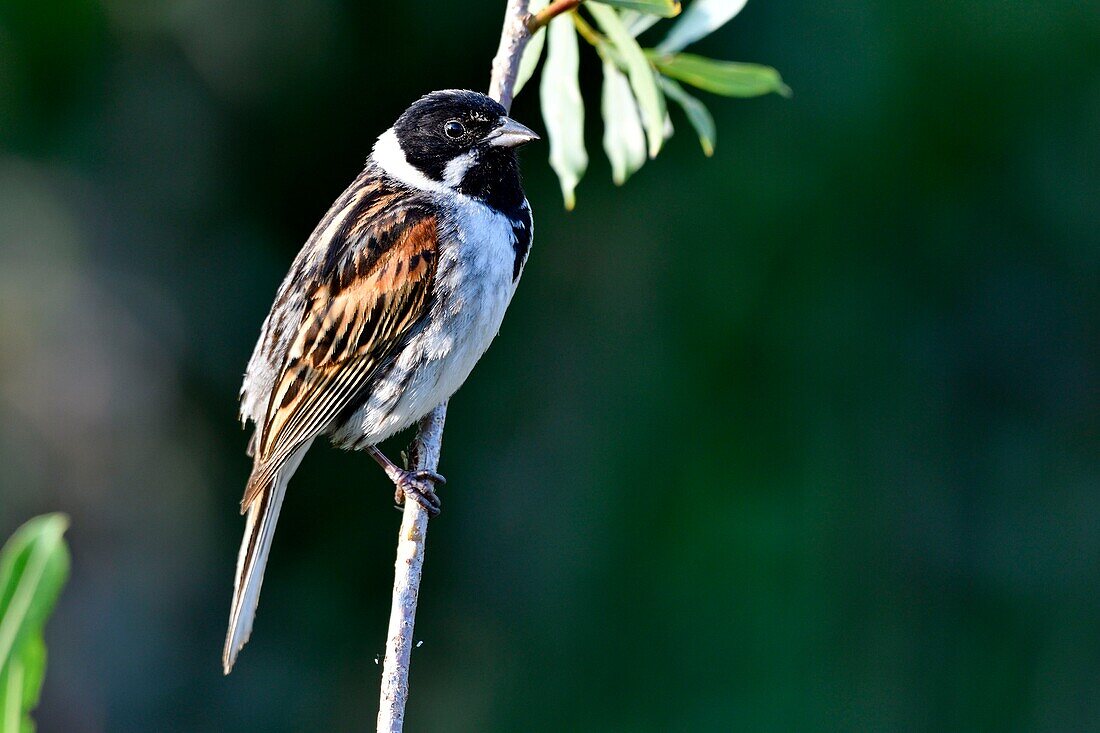 France, Doubs, Reed Bunting (Emberiza schoeniclus), male, singing