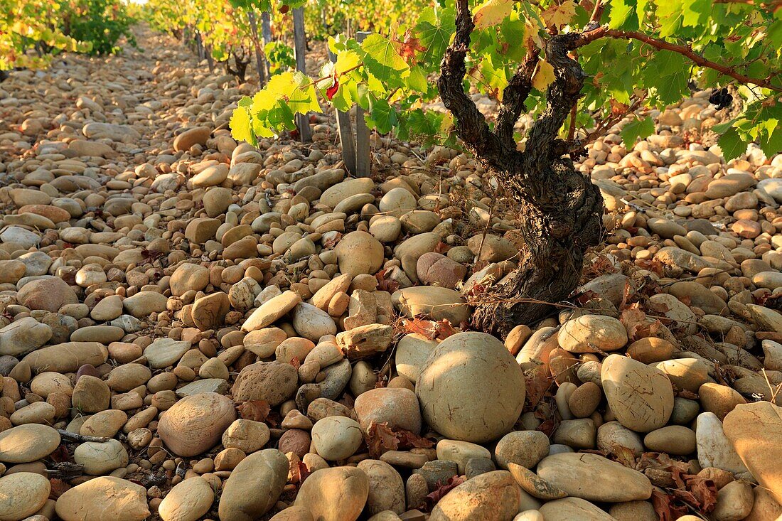 France, Vaucluse, Chateauneuf du Pape, Mayard vineyards, AOC Chateauneuf du Pape