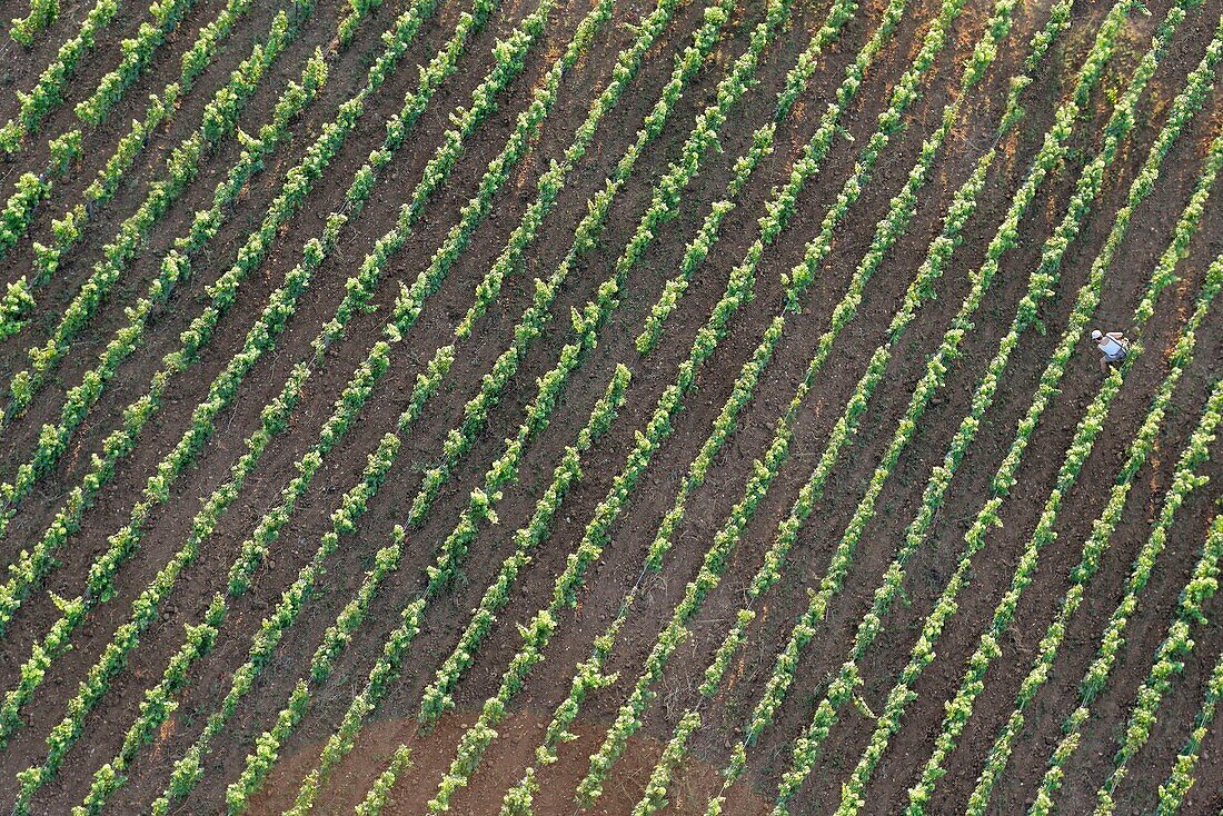 Frankreich, Cote d'Or, Cote de Nuits, Vosne Romanee, Weinberg Romanee Conti (Luftaufnahme)