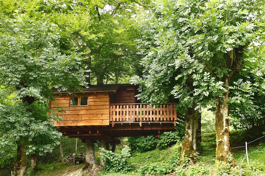 France, Isere, Valbonnais, cabin in a three near the Rif Bruyant hamlet