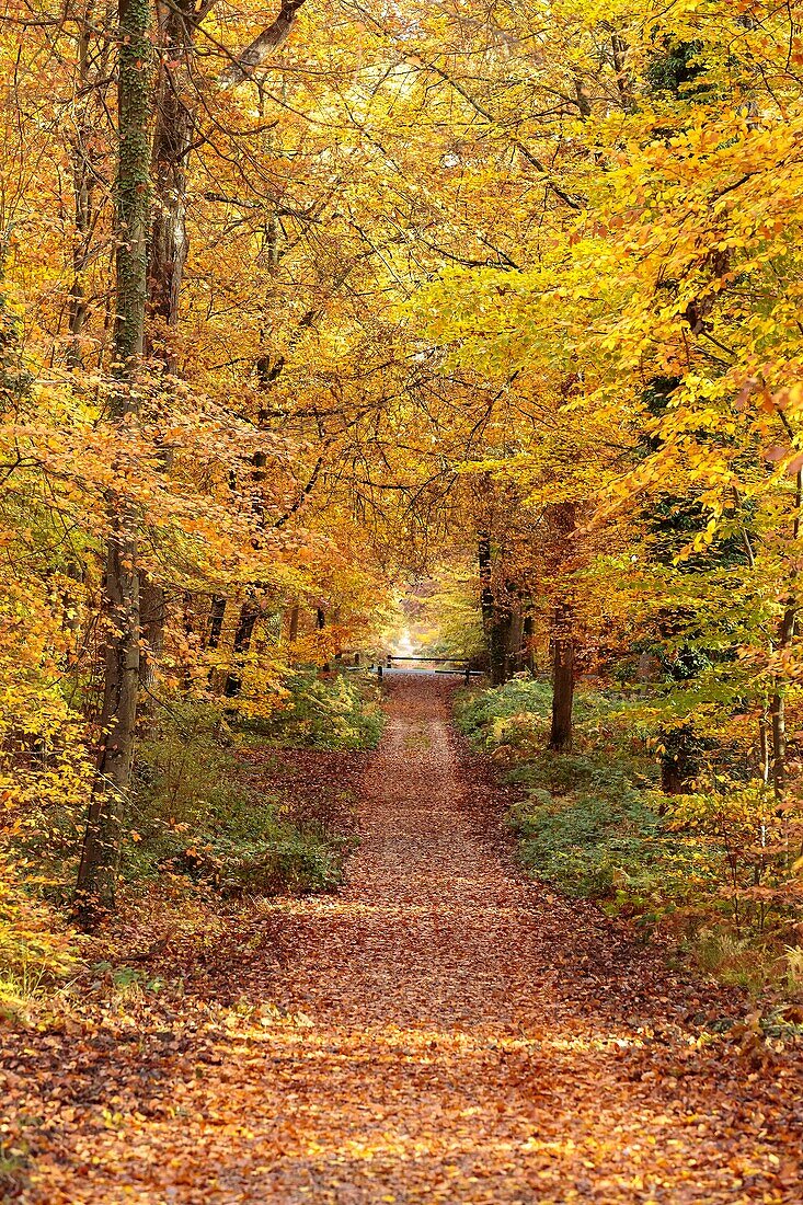 Frankreich, Seine et Marne, Biosphärenreservat Fontainebleau und Gatinais, der Wald von Fontainebleau wurde von der UNESCO zum Biosphärenreservat erklärt, der Wald im Herbst im Bereich des Table du Roi