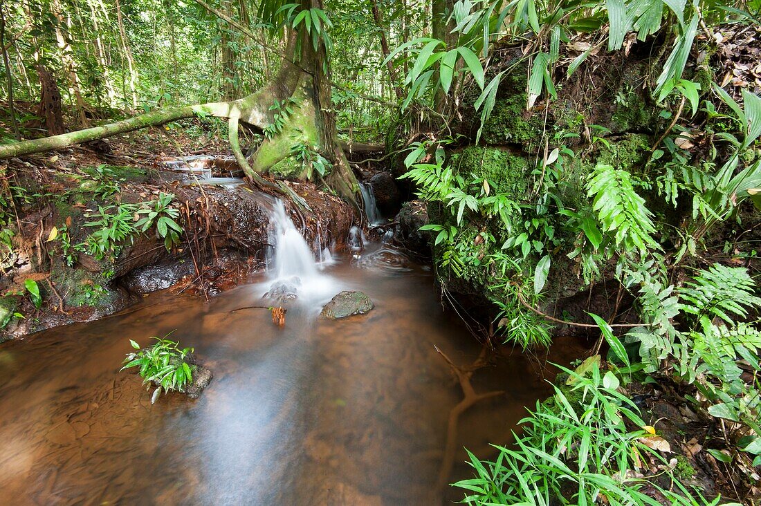 Frankreich, Französisch-Guayana, in der Nähe von Cacao, kleiner Wasserfall im Wald