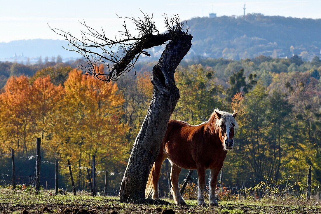 Frankreich, Doubs, Pferd Comtois auf der Weide