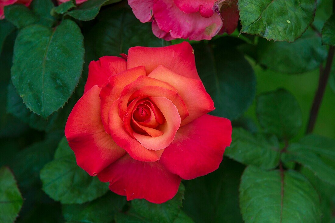 France, Hauts de Seine, Puteaux, Puteaux Island, Rose Garden, Puteaux Rose