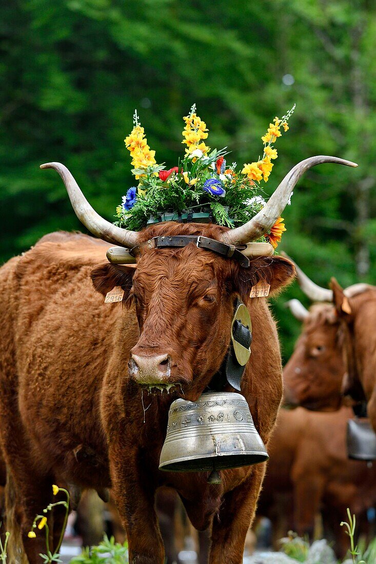 France, Territoire de Belfort, Vosges, Ballon d'Alsace, spring transhumance festival of Salers cows