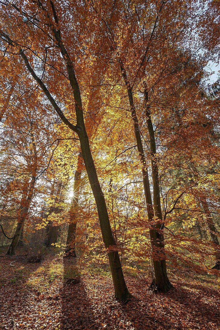 Frankreich, Seine et Marne, Biosphärenreservat Fontainebleau und Gatinais, Wald von Fontainebleau, der von der UNESCO zum Biosphärenreservat erklärt wurde, der Wald im Herbst in der Gegend von Rocher Canon