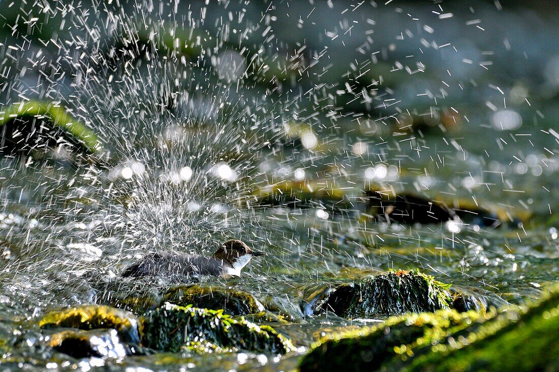 France, Doubs, Creuse valley, White throated dipper (Cinclus cinclus) in the creek, bath