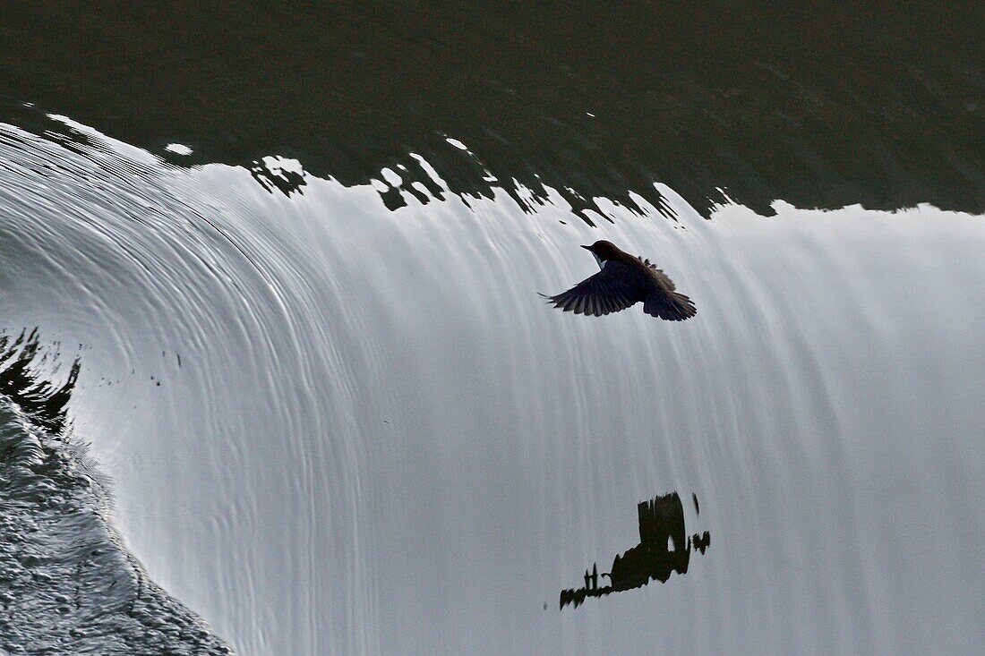 France, Doubs, bird, sparrow, Dipper (Cinclus cinclus), hunt his food at a small dam on the Doubs