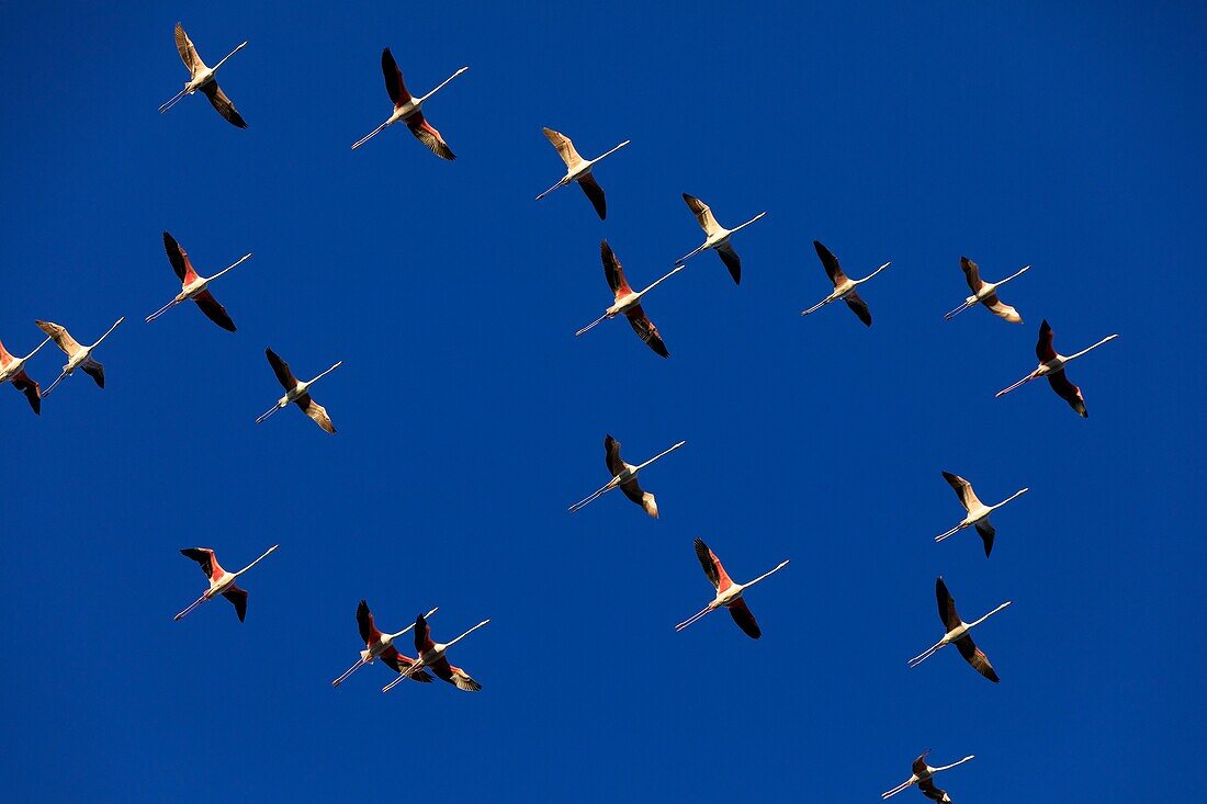 France, Bouches du Rhone, Camargue Regional Nature Park, Saintes Maries de la Mer, flight of flamingos