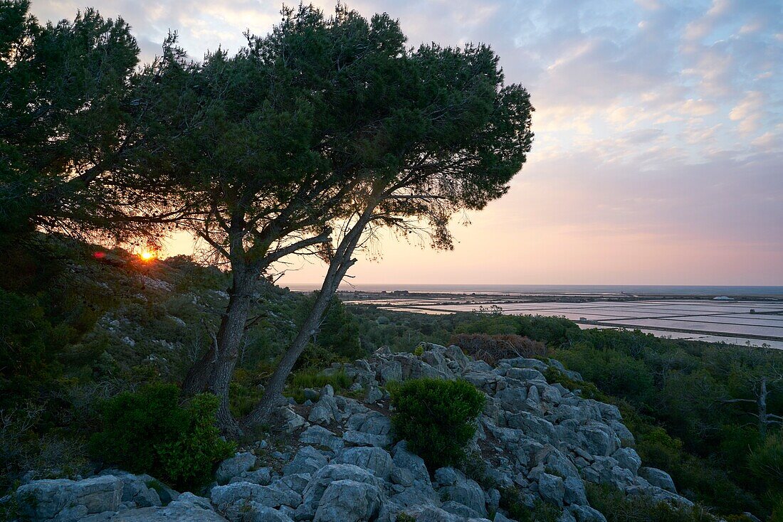 France, Aude, Palme, ponds of the Palme, the salt flats of La Palme