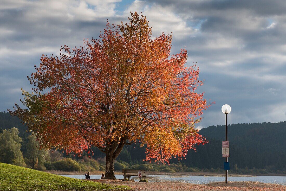 France, Doubs, Labergement Sainte Marie, the lake of Remoray and blazing tree in autumn