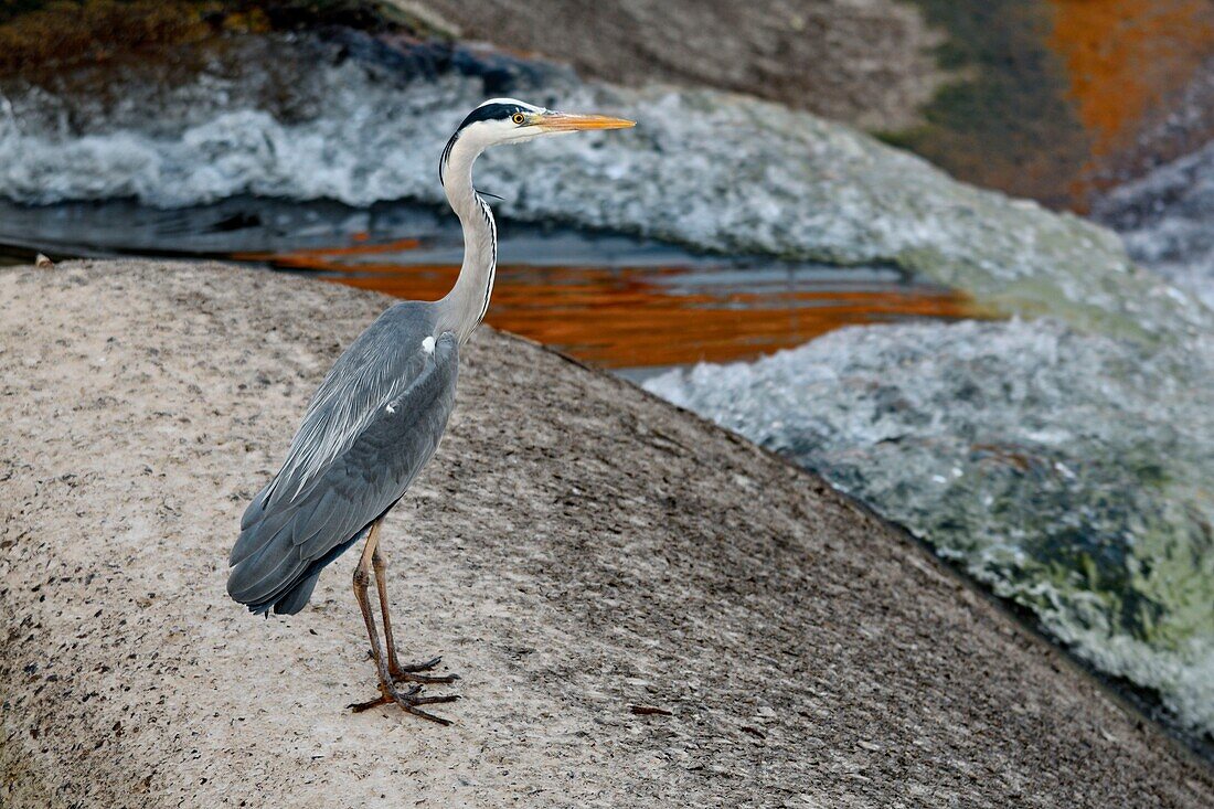 France, Territoire de Belfort, Belfort, Gray Heron (Ardea cinerea) fishing on a threshold of the Savoureuse in low water in the city center