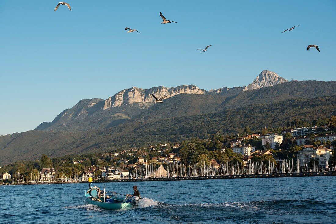 Frankreich, Haute Savoie, Evian les Bains, ein Berufsfischer in einem Boot, nimmt die Netze von feras in der Nähe des Ufers des Leman-Sees, Rückkehr zum Hafen und Zahn von Oche
