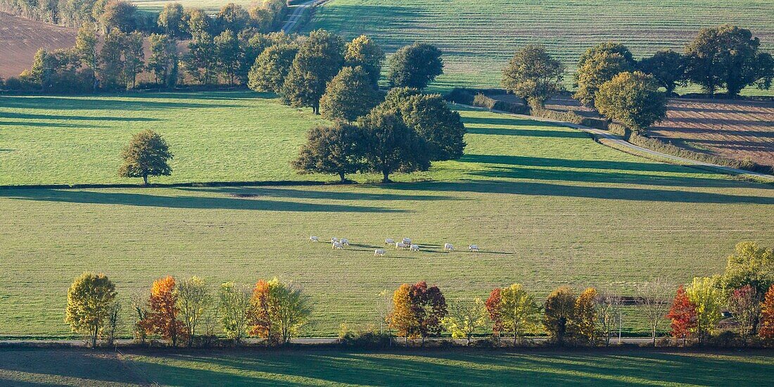 Frankreich, Vendee, Thouarsais Bouildroux, Bäume und Kühe auf einer Wiese (Luftaufnahme)