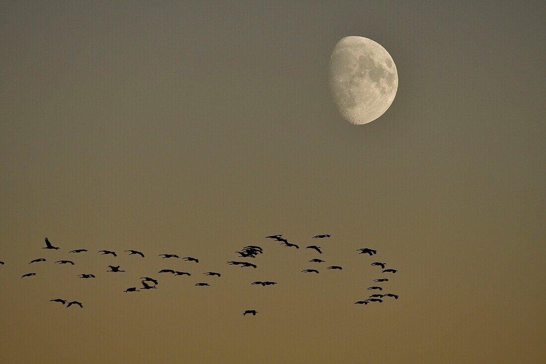 France, Haute Marne, Lac du Der Chantecoq, common cranes (grus grus), winter, flight under the moonlight
