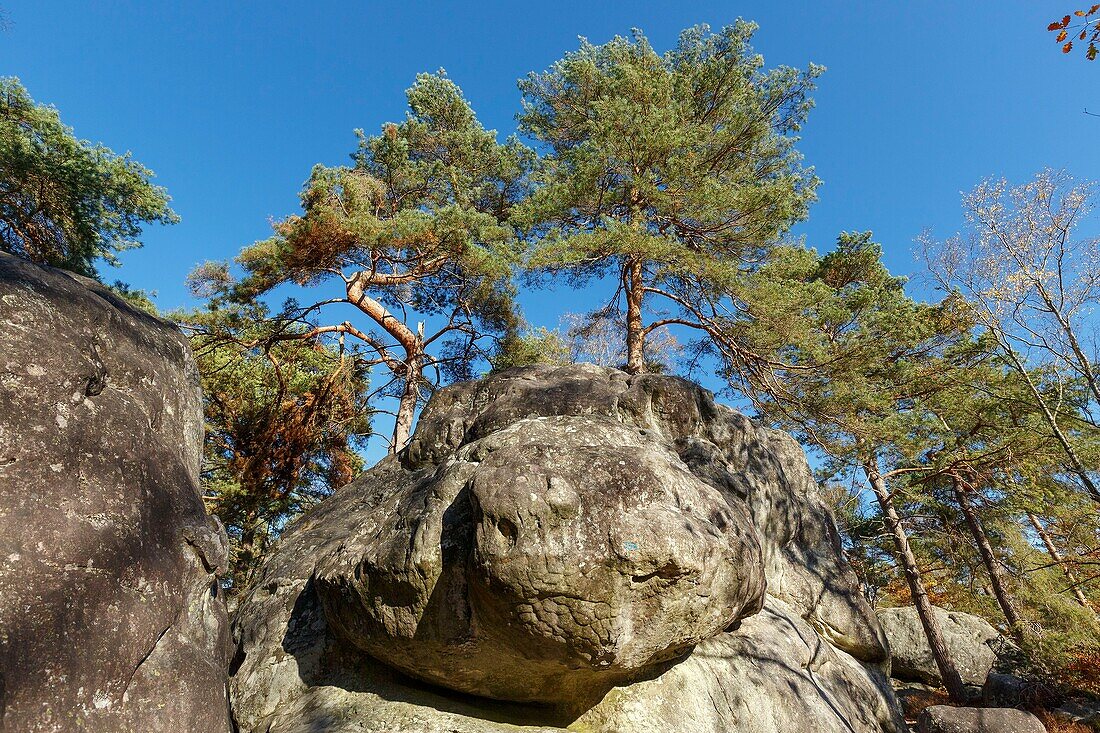 Frankreich, Seine et Marne, Biosphärenreservat Fontainebleau und Gatinais, der Wald von Fontainebleau wurde von der UNESCO zum Biosphärenreservat erklärt, der Wald im Herbst in der Gegend von Rocher Canon
