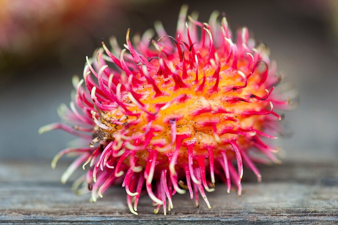 France, French Guiana, Cayenne, Cayenne Market, Rambutan