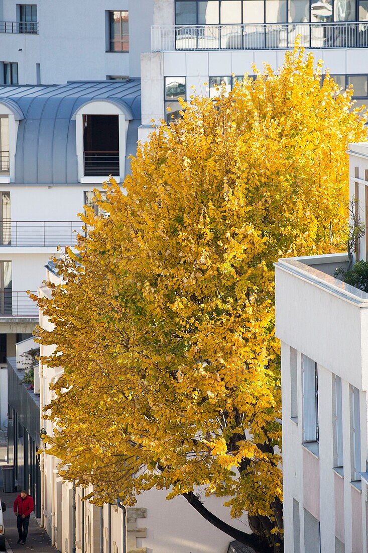 Frankreich, Hauts de Seine, Asnieres sur Seine, Baum zwischen Gebäuden in der Straße Barreau