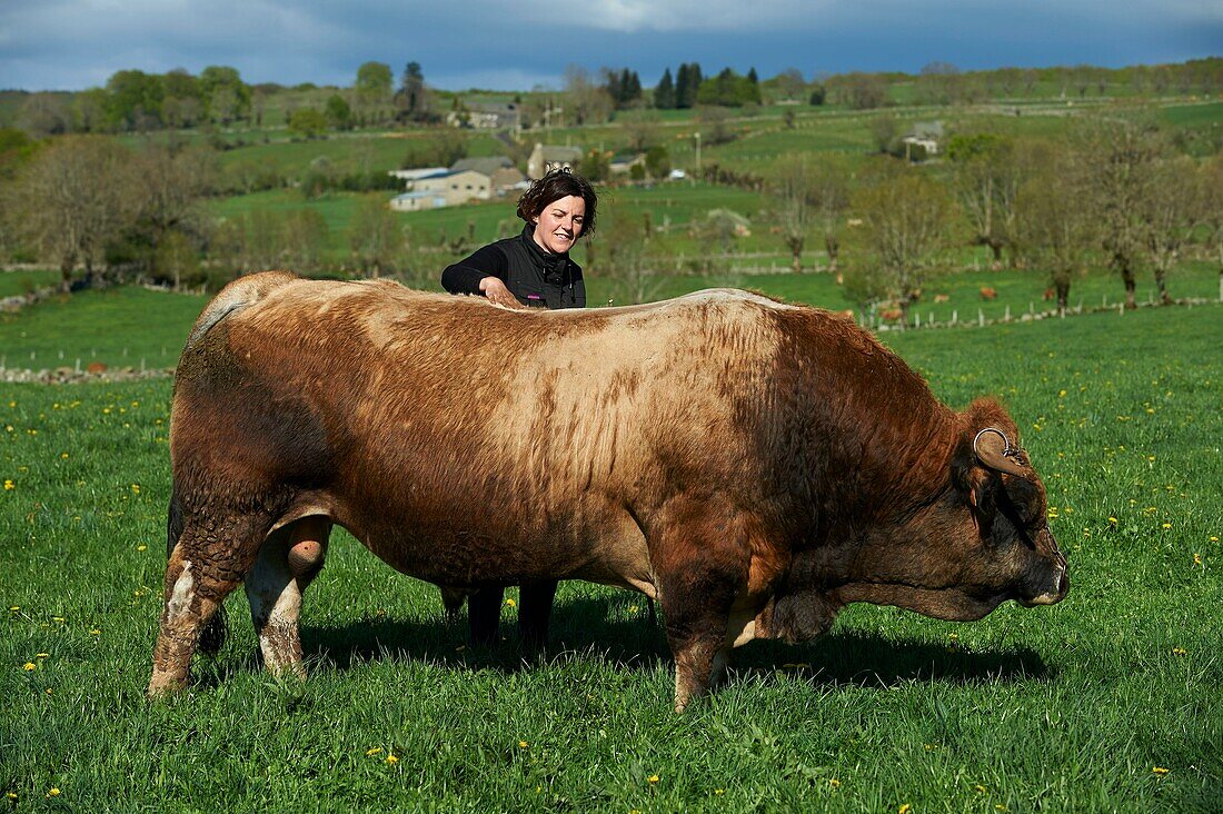 France, Aveyron, Laguiole, Celine Batut, breeder of the Aubrac cow, aubrac bull