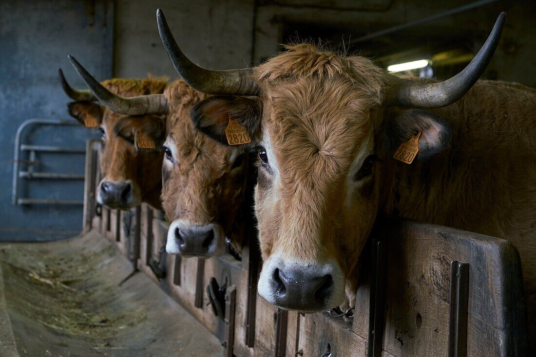 Frankreich, Aveyron, Laguiole, Patrick Mouliade, BFA Präsident und seine Frau Nadege Aubrac Kuhzüchter, Kuhstall