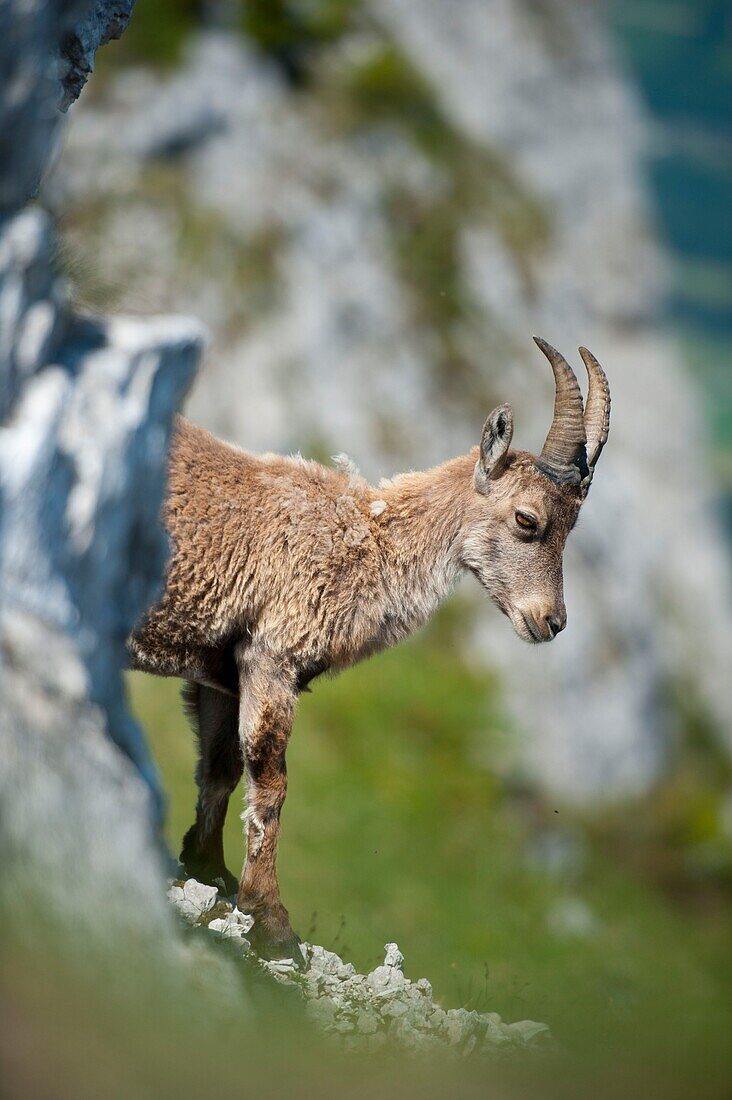 France, Haute Savoie, Thorens-Glières, young Ibex on the Sous-Dine moutain