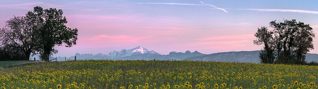 Frankreich, Ain, Blick auf den Mont Blanc von einem Sonnenblumenfeld aus