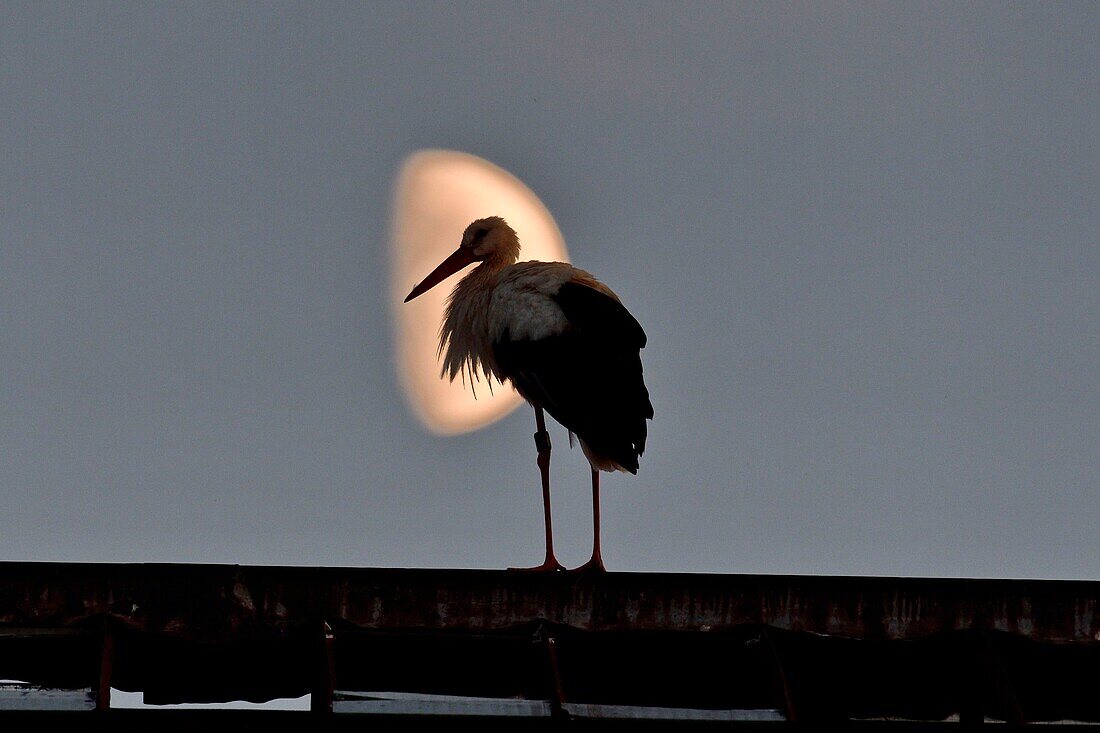 Frankreich, Doubs, Audincourt, Weißstorch (Ciconia ciconia), der auf den Gebäuden der Stadt übernachtet, gegen den Tag auf einem Hintergrund des Mondes