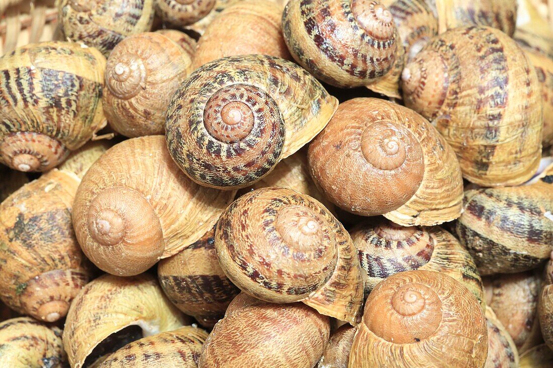 Frankreich, Saone et Loire, Briant, Bauernhof L'Escargot Brionnais, große graue Schnecken (Helix aspersa maxima)