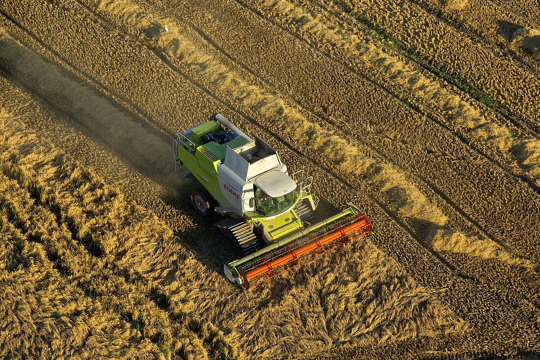 France, Bouches du Rhone, Port Saint Louis du Rhone, Le Grand Plan du Bourg, rice harvest (aerial view)